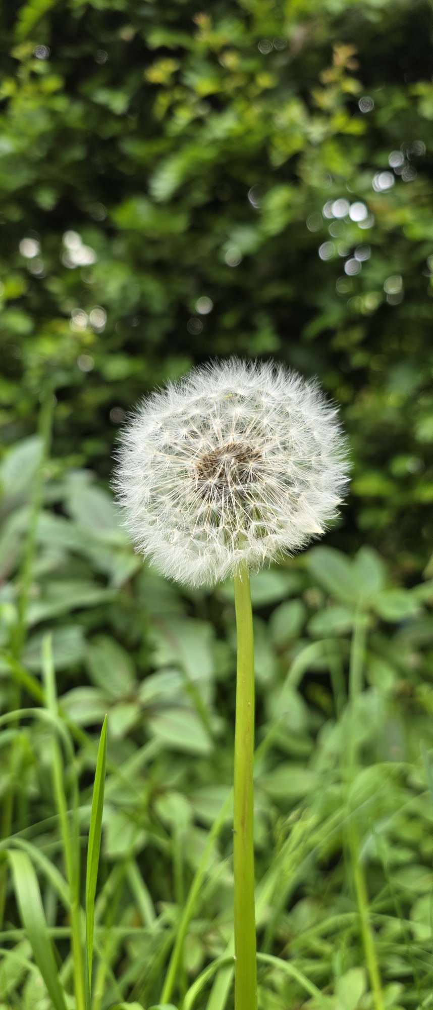 Ein bisschen #Natur auf #nostr 
