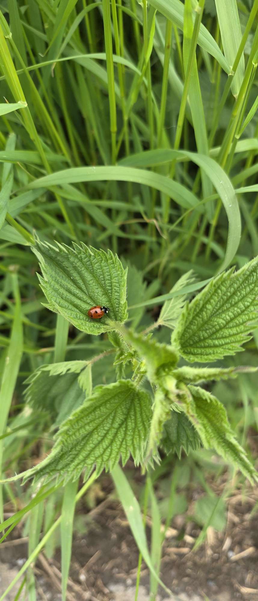 Life and #nature are interwoven.